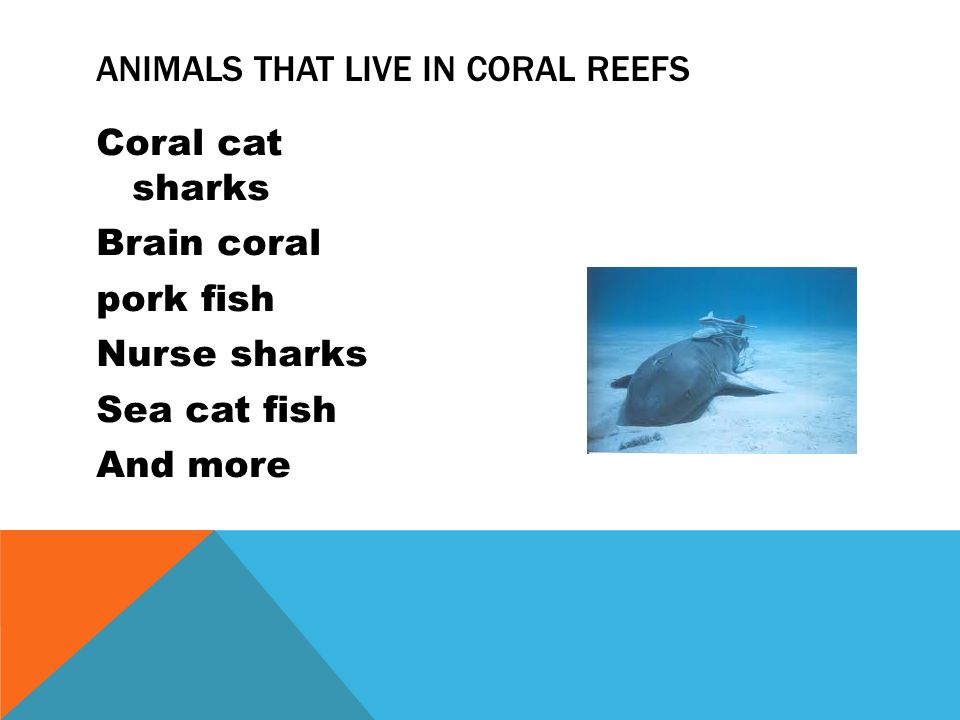 Coral cat sharks Brain coral pork fish Nurse sharks Sea cat fish And more ANIMALS THAT LIVE IN CORAL REEFS