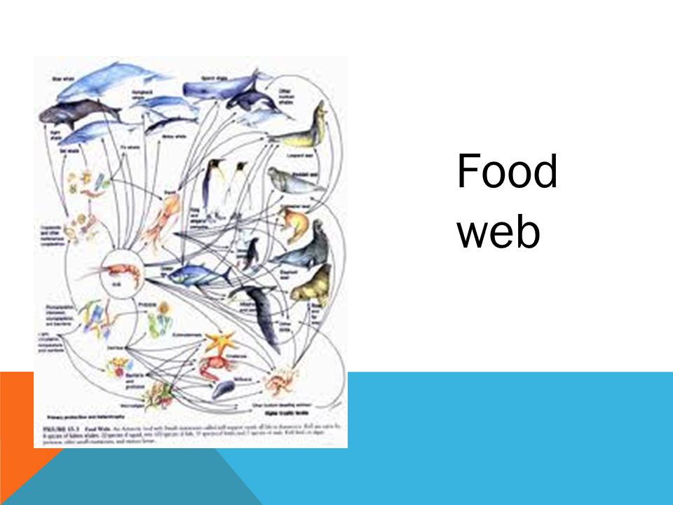 Food web