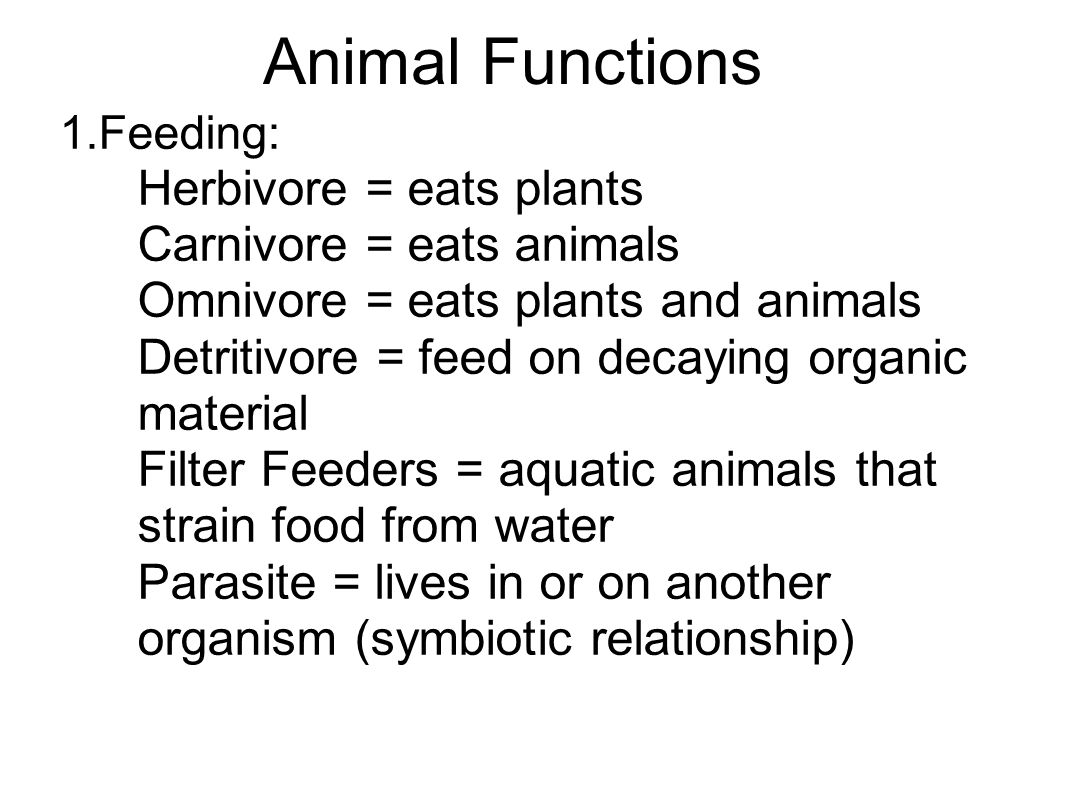 Animal Functions 1.Feeding: Herbivore = eats plants Carnivore = eats animals Omnivore = eats plants and animals Detritivore = feed on decaying organic material Filter Feeders = aquatic animals that strain food from water Parasite = lives in or on another organism (symbiotic relationship)
