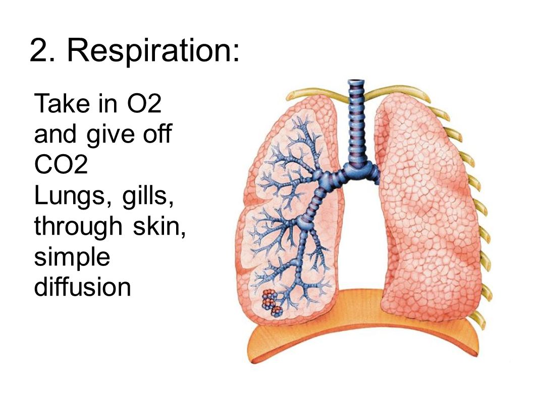 2. Respiration: Take in O2 and give off CO2 Lungs, gills, through skin, simple diffusion