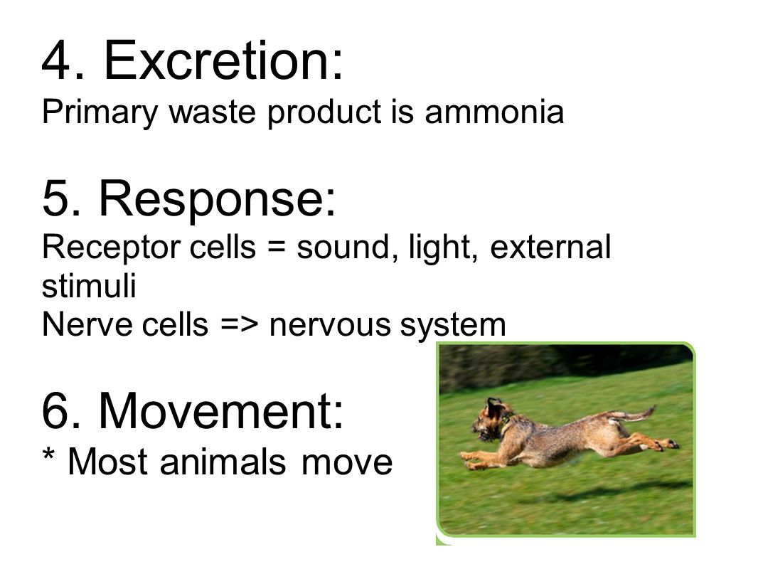 4. Excretion: Primary waste product is ammonia 5.