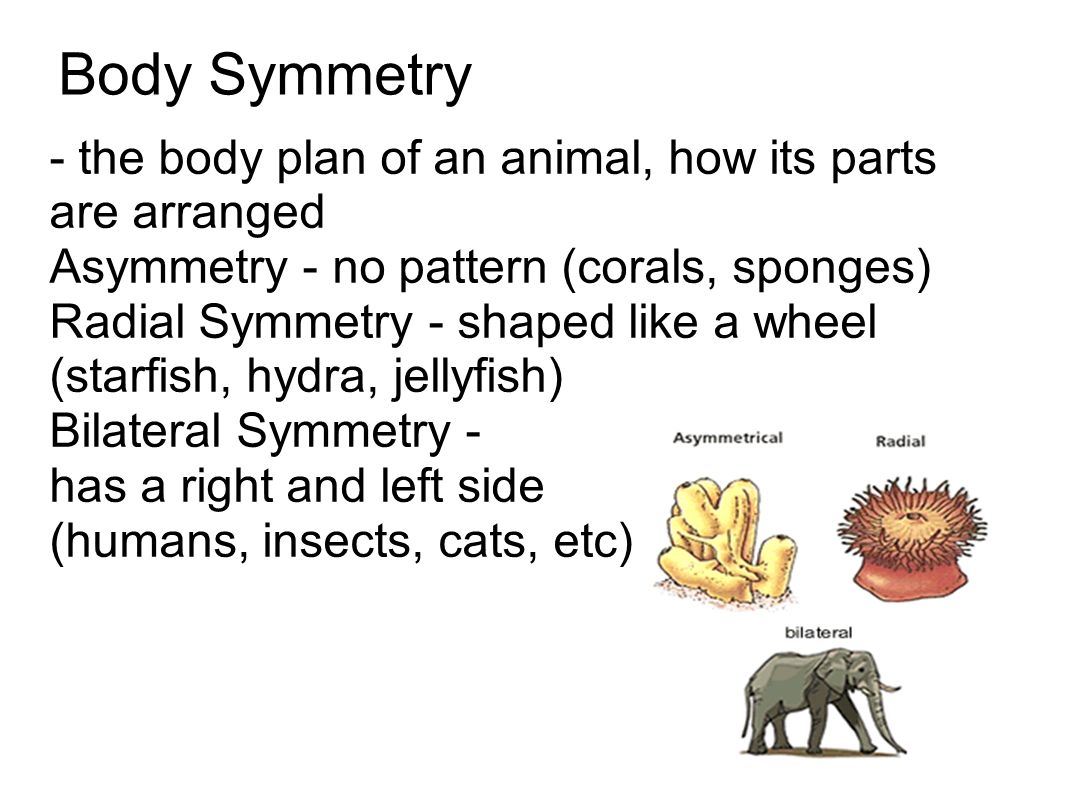 Body Symmetry - the body plan of an animal, how its parts are arranged Asymmetry - no pattern (corals, sponges) Radial Symmetry - shaped like a wheel (starfish, hydra, jellyfish) Bilateral Symmetry - has a right and left side (humans, insects, cats, etc)