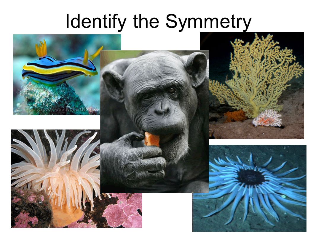 Identify the Symmetry