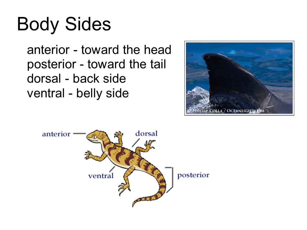 Body Sides anterior - toward the head posterior - toward the tail dorsal - back side ventral - belly side