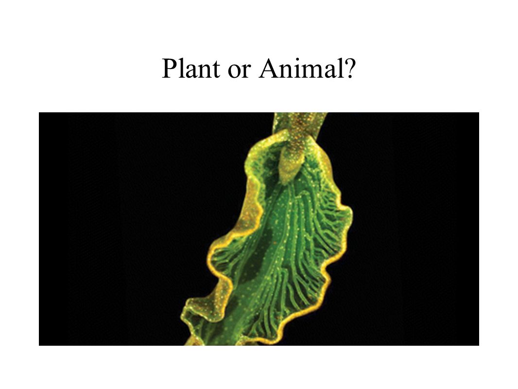 Plant or Animal