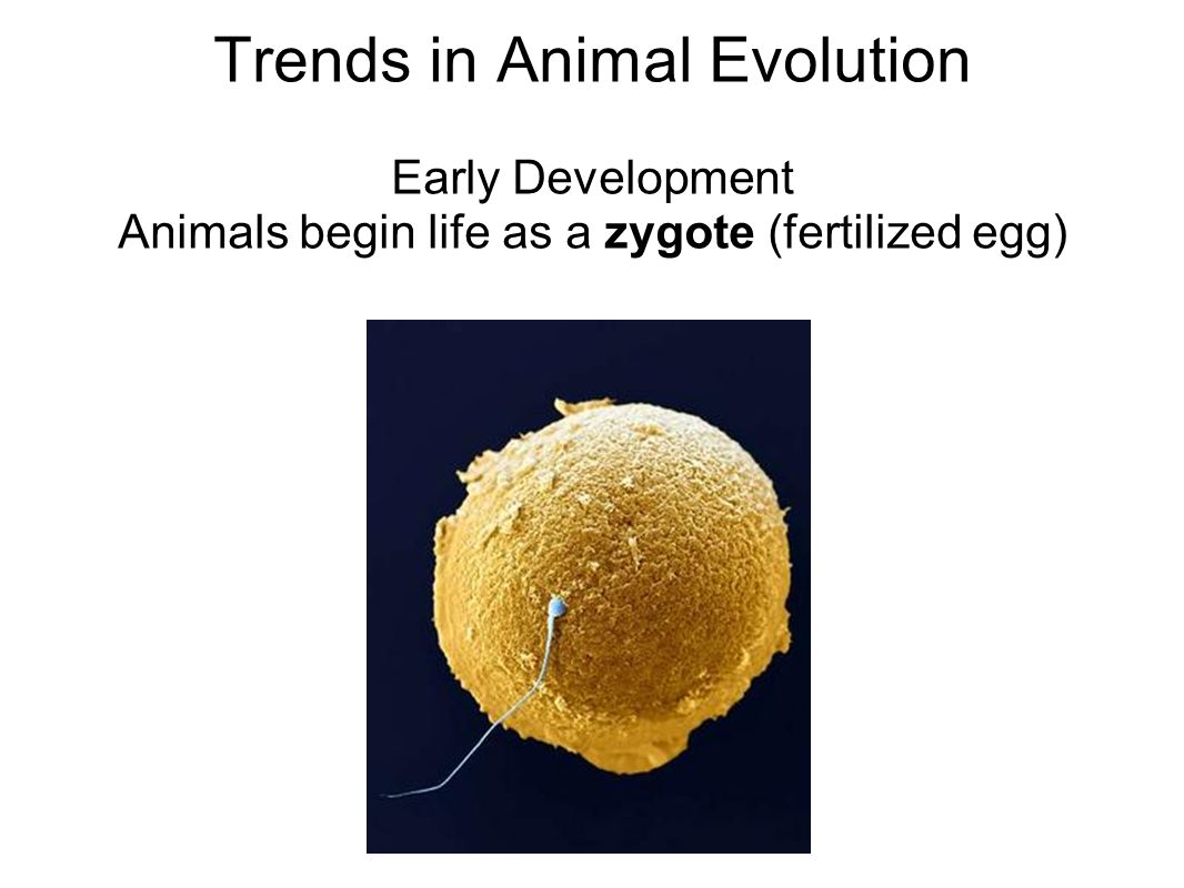 Trends in Animal Evolution Early Development Animals begin life as a zygote (fertilized egg)