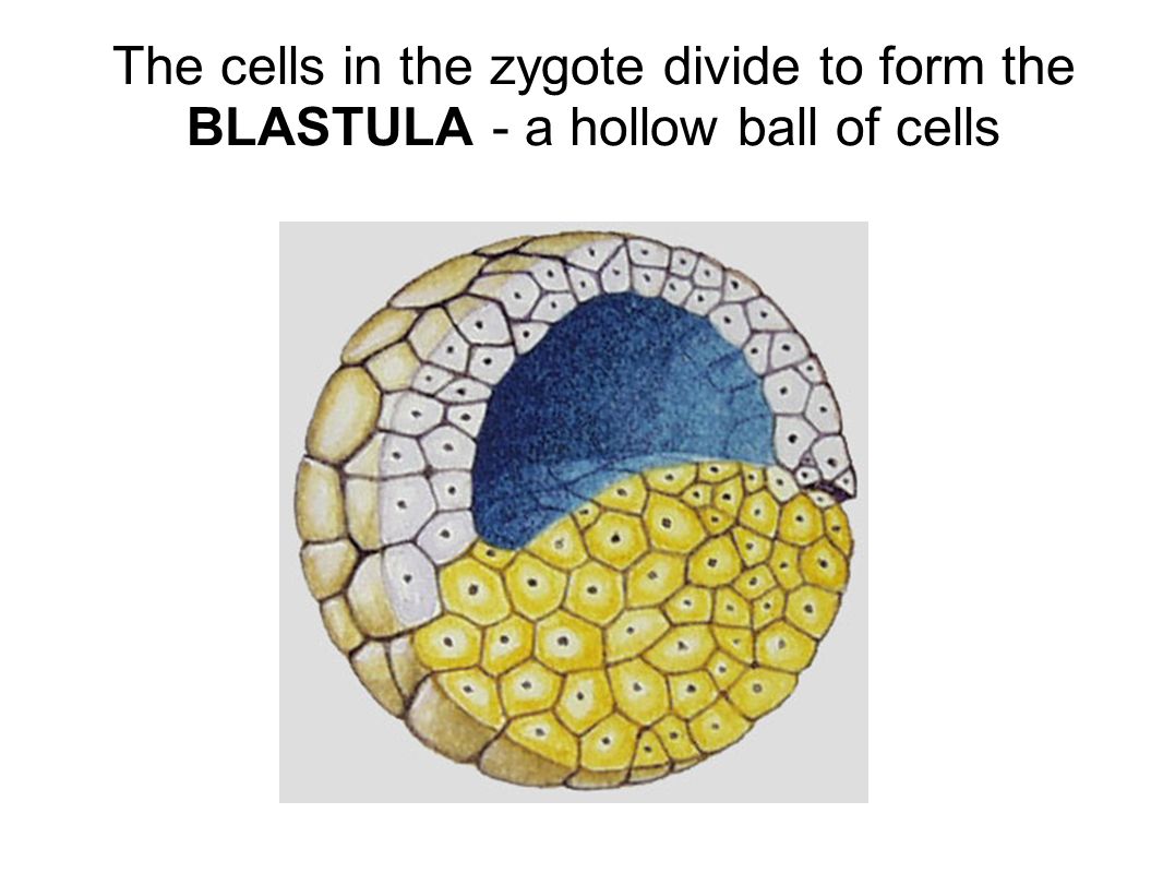 The cells in the zygote divide to form the BLASTULA - a hollow ball of cells