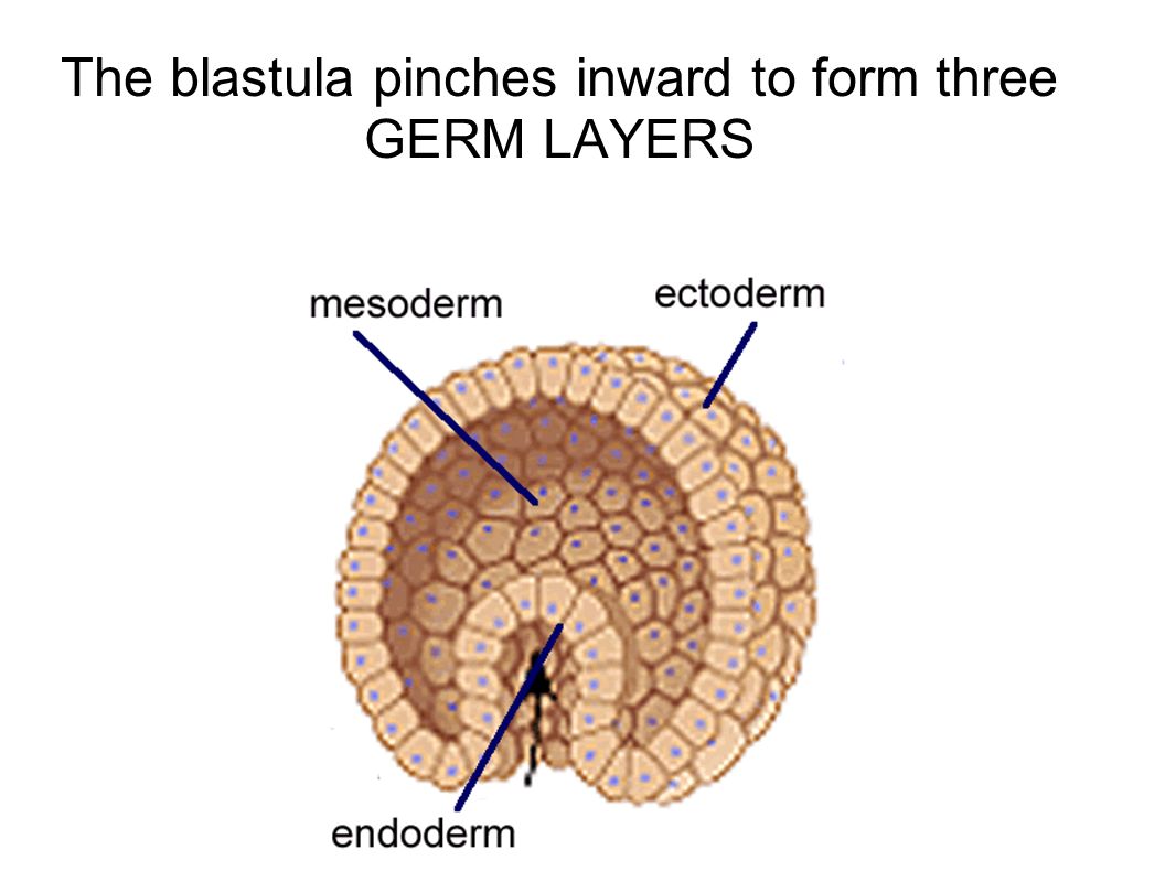 The blastula pinches inward to form three GERM LAYERS