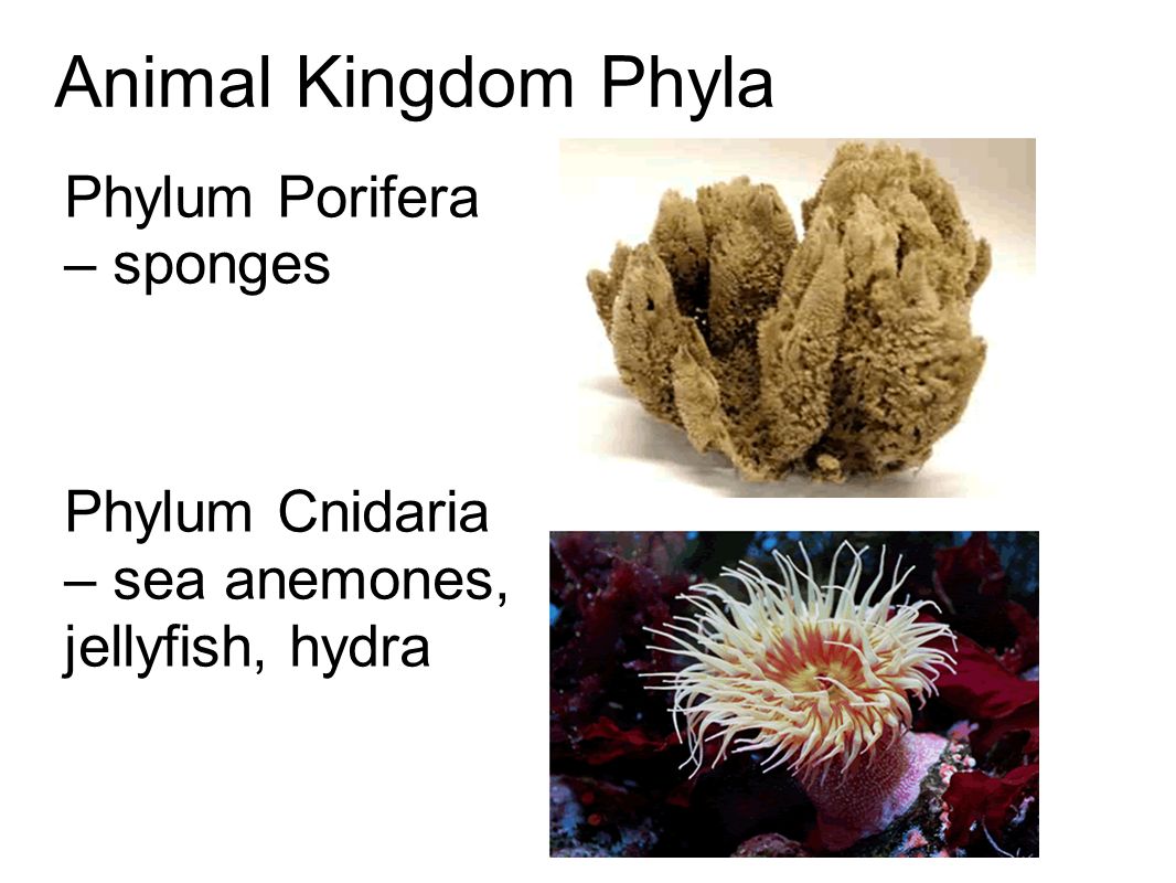 Animal Kingdom Phyla Phylum Porifera – sponges Phylum Cnidaria – sea anemones, jellyfish, hydra