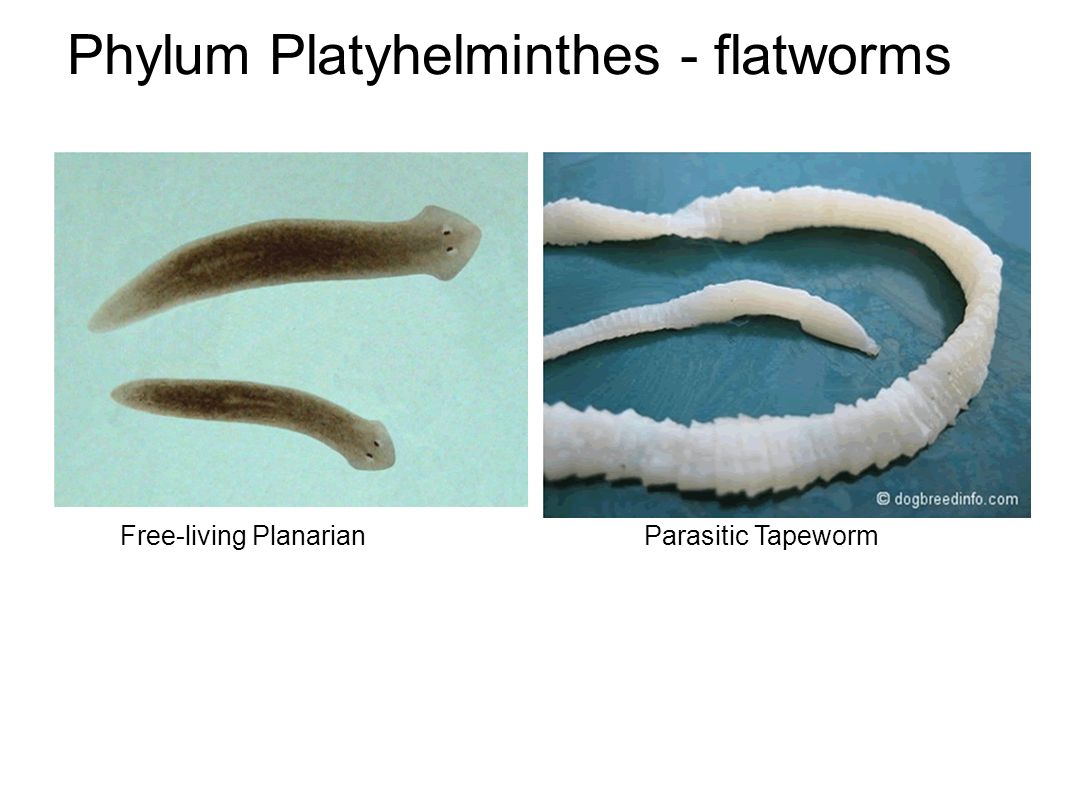 Phylum Platyhelminthes - flatworms Free-living PlanarianParasitic Tapeworm