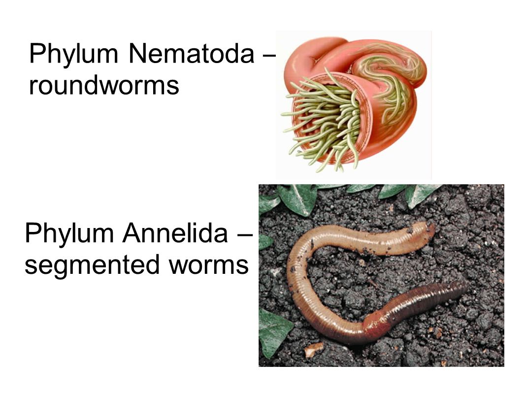 Phylum Annelida – segmented worms Phylum Nematoda – roundworms