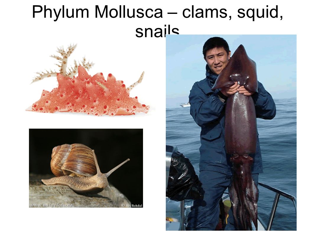 Phylum Mollusca – clams, squid, snails