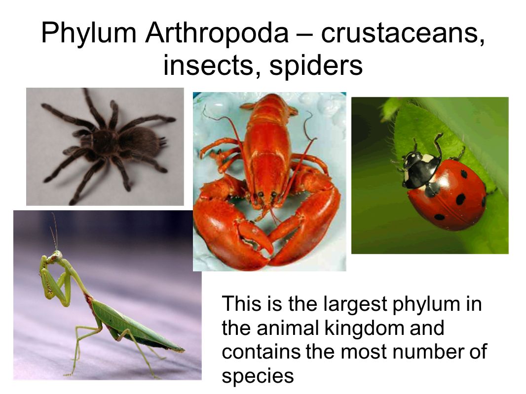 Phylum Arthropoda – crustaceans, insects, spiders This is the largest phylum in the animal kingdom and contains the most number of species