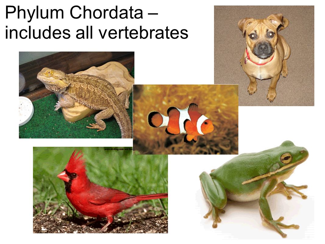 Phylum Chordata – includes all vertebrates