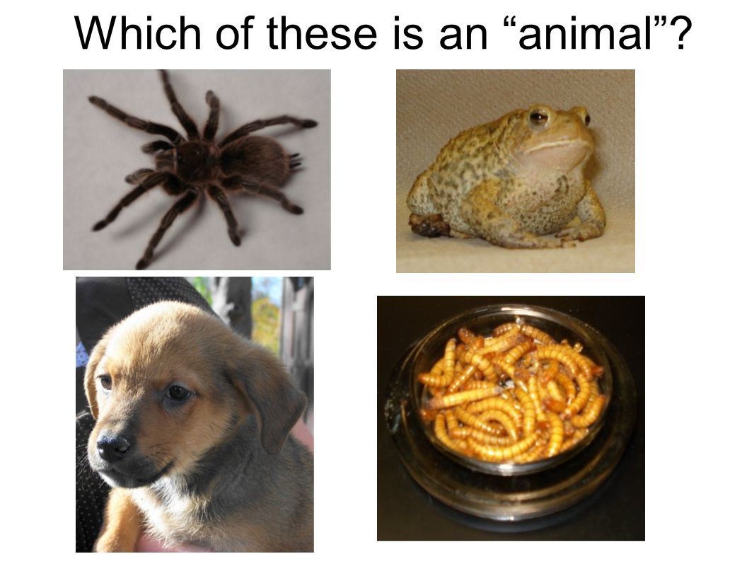 Which of these is an animal