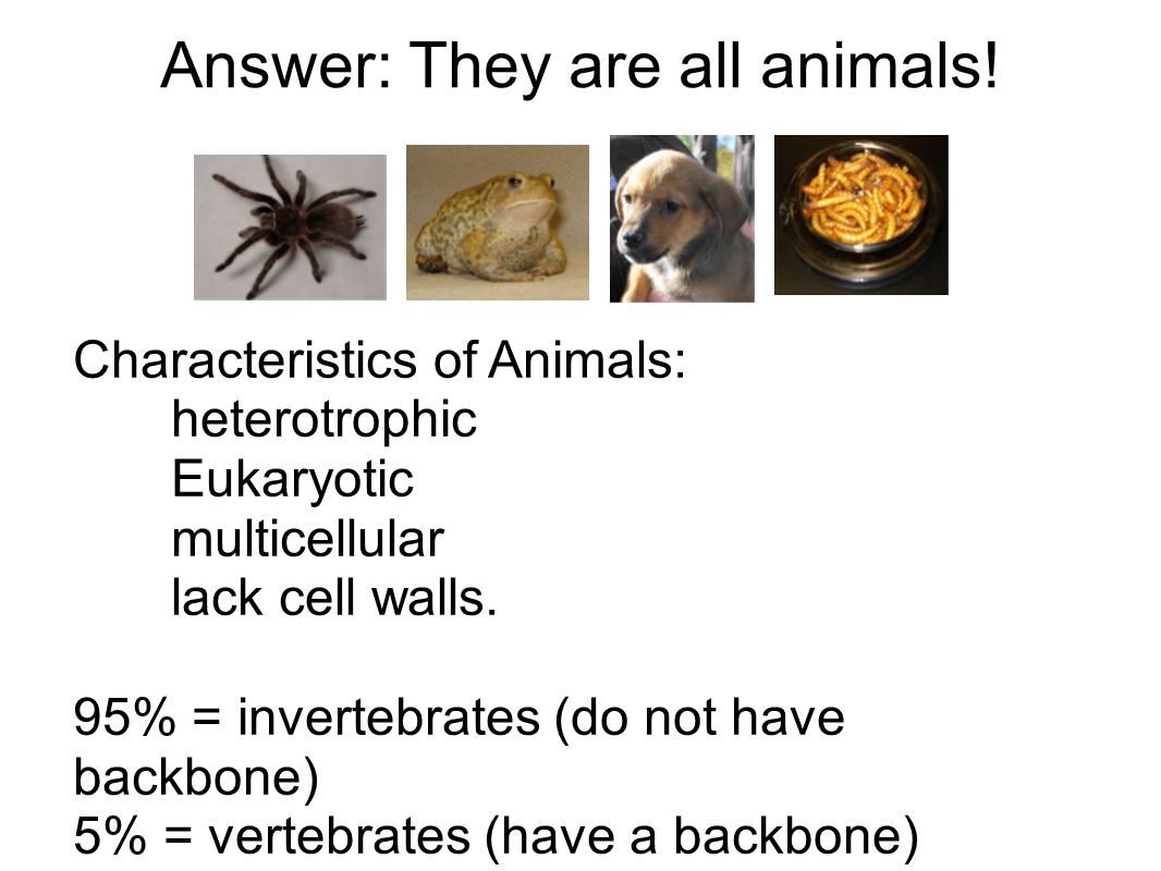 Answer: They are all animals.