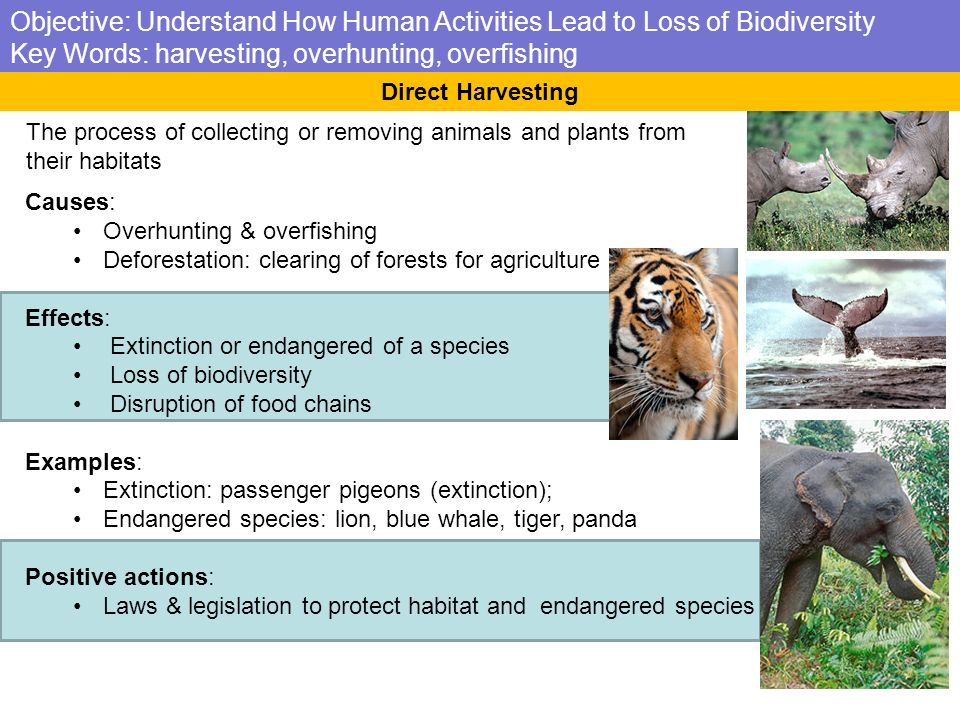 biodiversity loss essay Biodiversity loss species loss changes the most important processes of the ecosystem,productivity and sustainabilitybiodiversity loss quickens this alteration of the ecosystem it is researched whether species loss and the change of ecosystem or global enviromental changes have more effect on vital processes. biodiversity loss essay Biodiversity loss species loss changes the most important processes of the ecosystem,productivity and sustainabilitybiodiversity loss quickens this alteration of the ecosystem it is researched whether species loss and the change of ecosystem or global enviromental changes have more effect on vital processes.