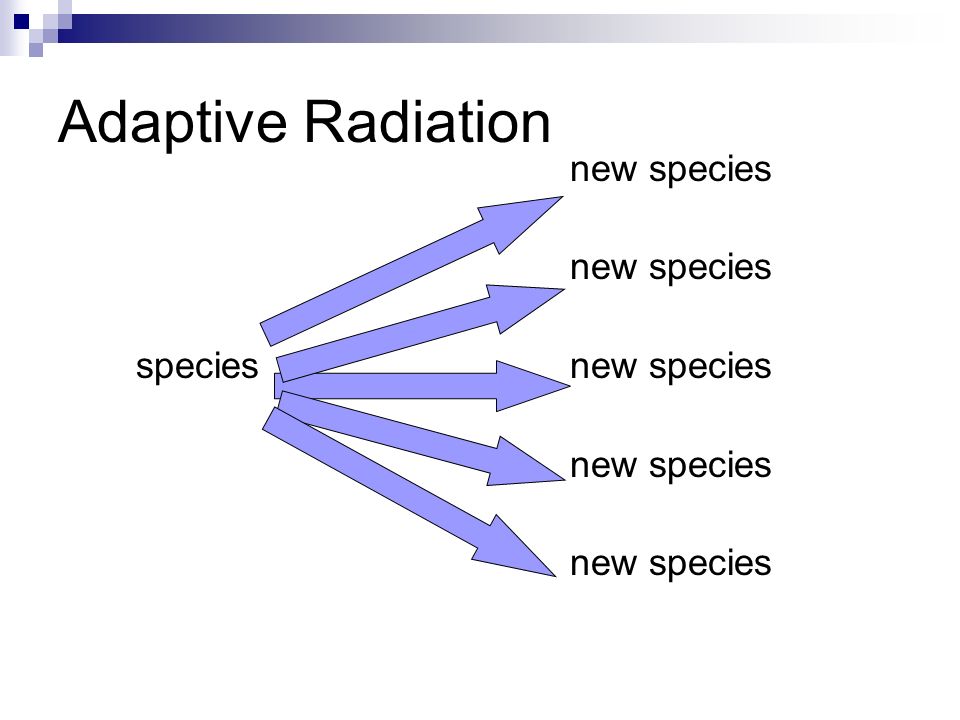 Adaptive Radiation new species species new species new species