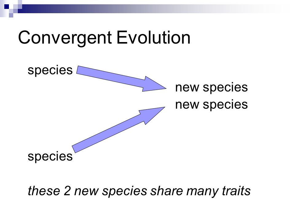 Convergent Evolution species new species species these 2 new species share many traits