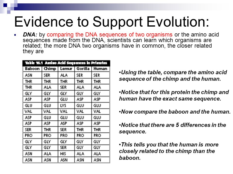 Evidence to Support Evolution:  DNA: by comparing the DNA sequences of two organisms or the amino acid sequences made from the DNA, scientists can learn which organisms are related; the more DNA two organisms have in common, the closer related they are Using the table, compare the amino acid sequence of the chimp and the human.