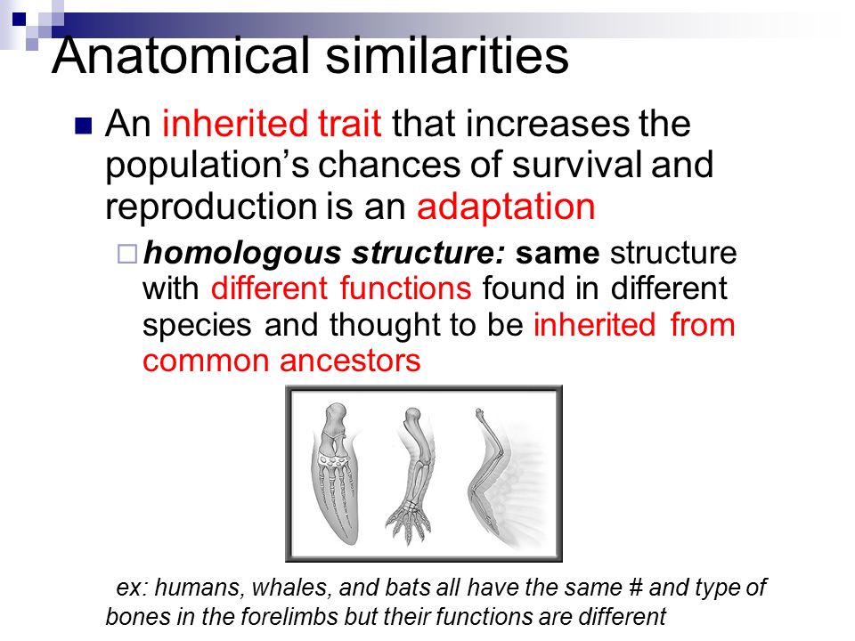 Anatomical similarities An inherited trait that increases the population’s chances of survival and reproduction is an adaptation  homologous structure: same structure with different functions found in different species and thought to be inherited from common ancestors ex: humans, whales, and bats all have the same # and type of bones in the forelimbs but their functions are different