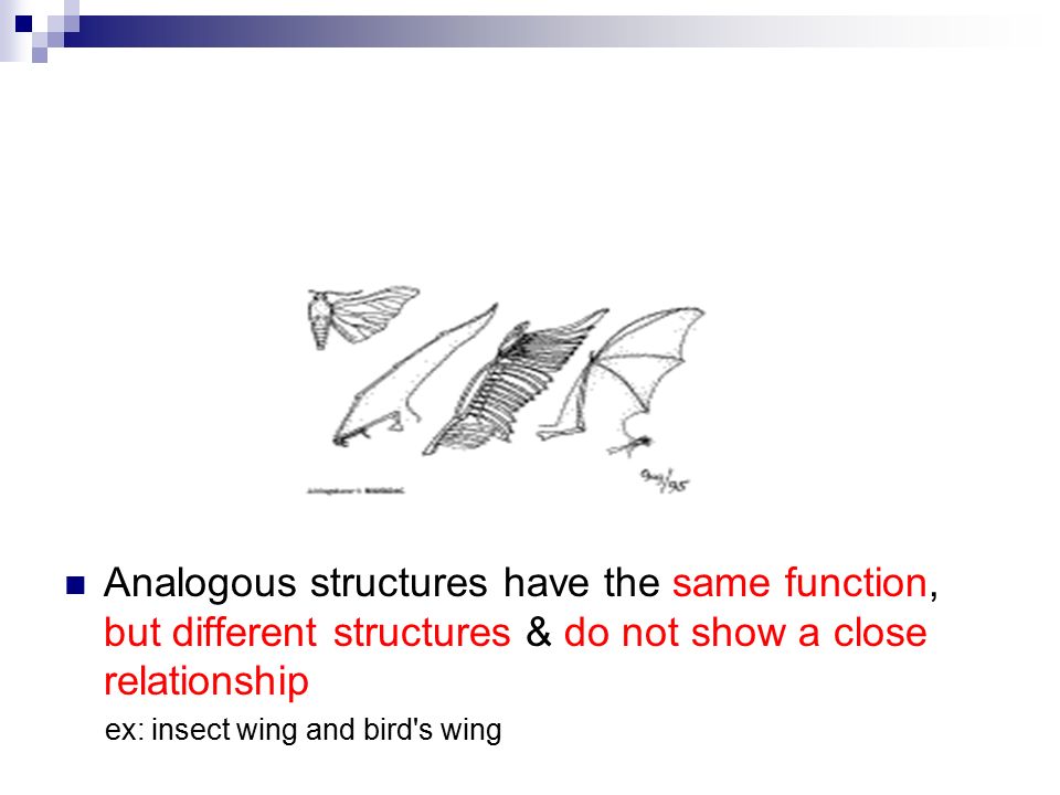 Analogous structures have the same function, but different structures & do not show a close relationship ex: insect wing and bird s wing