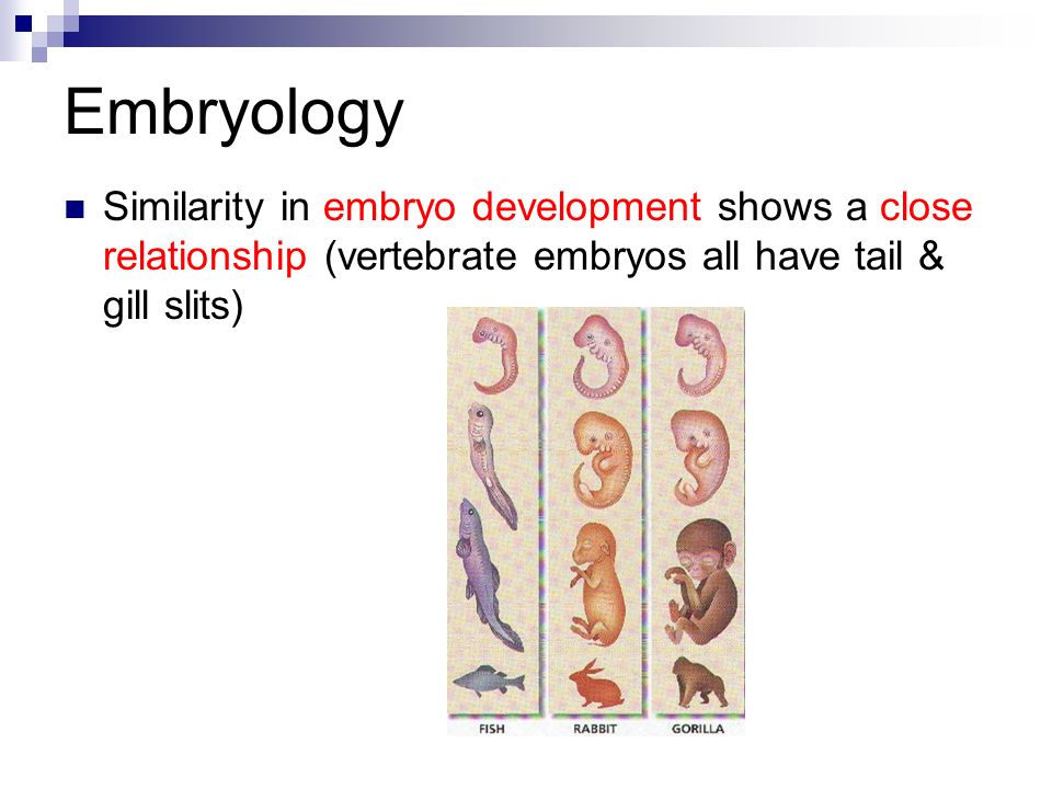 Embryology Similarity in embryo development shows a close relationship (vertebrate embryos all have tail & gill slits)