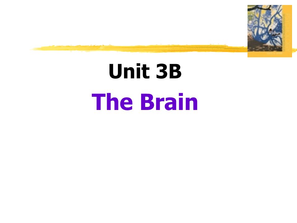 Unit 3B The Brain