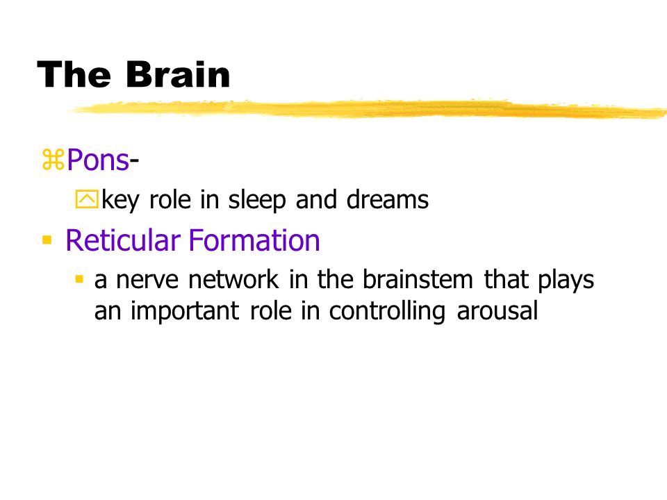 The Brain zPons- ykey role in sleep and dreams  Reticular Formation  a nerve network in the brainstem that plays an important role in controlling arousal