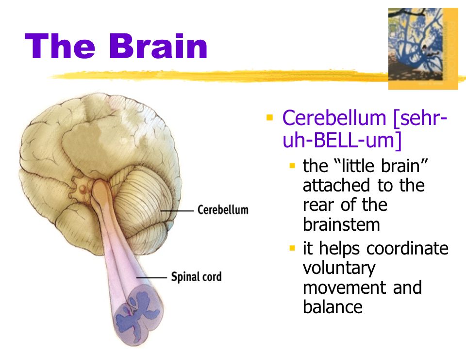  Cerebellum [sehr- uh-BELL-um]  the little brain attached to the rear of the brainstem  it helps coordinate voluntary movement and balance
