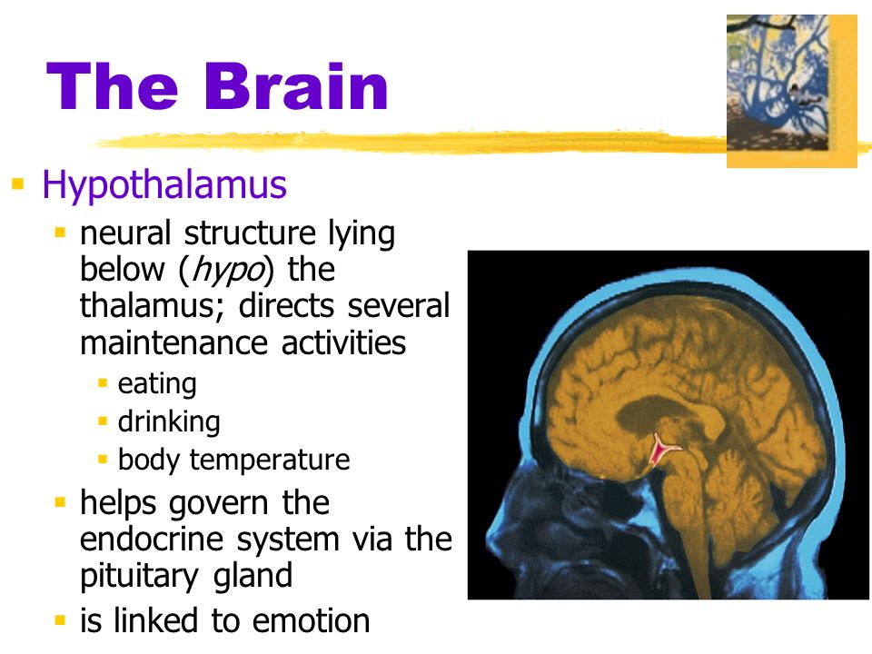 The Brain  Hypothalamus  neural structure lying below (hypo) the thalamus; directs several maintenance activities  eating  drinking  body temperature  helps govern the endocrine system via the pituitary gland  is linked to emotion