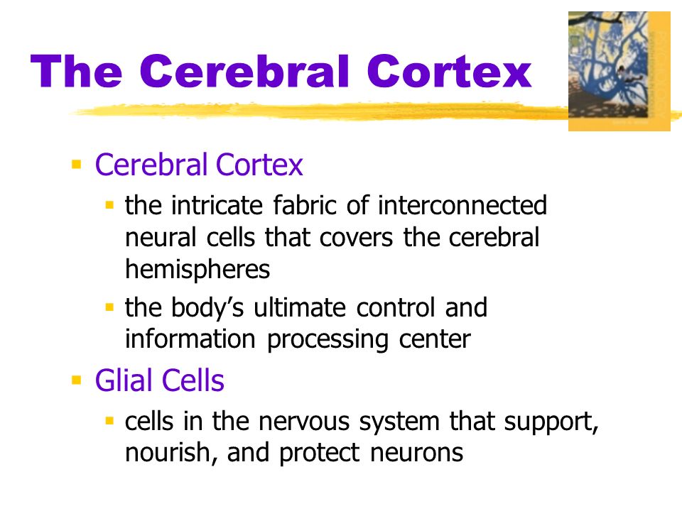The Cerebral Cortex  Cerebral Cortex  the intricate fabric of interconnected neural cells that covers the cerebral hemispheres  the body’s ultimate control and information processing center  Glial Cells  cells in the nervous system that support, nourish, and protect neurons