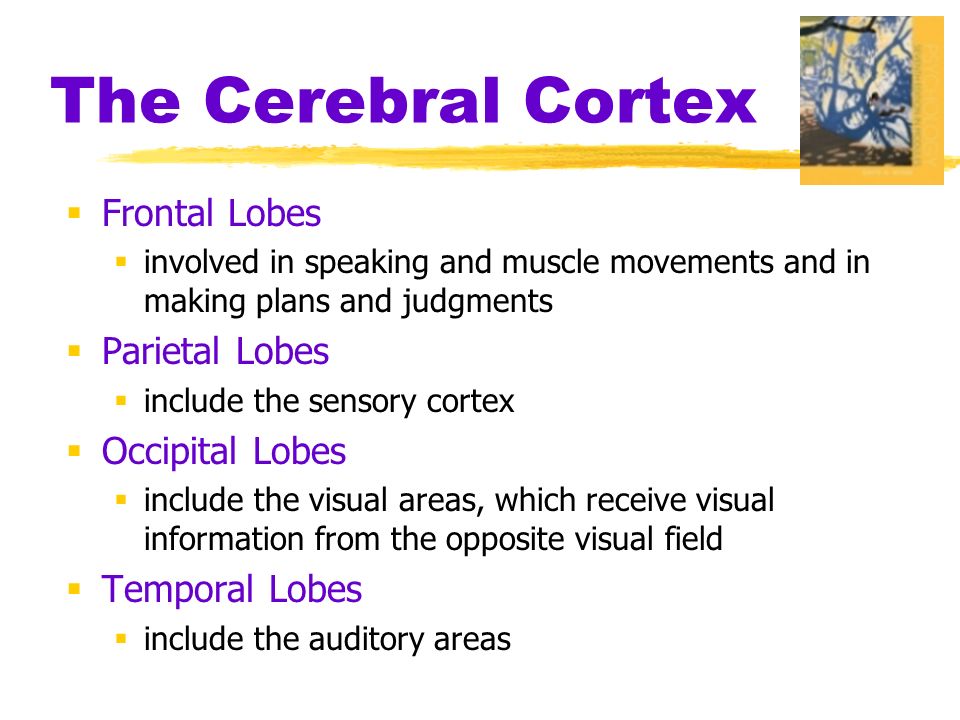 The Cerebral Cortex  Frontal Lobes  involved in speaking and muscle movements and in making plans and judgments  Parietal Lobes  include the sensory cortex  Occipital Lobes  include the visual areas, which receive visual information from the opposite visual field  Temporal Lobes  include the auditory areas