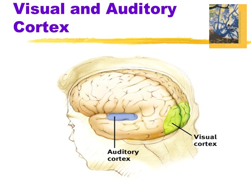 Visual and Auditory Cortex