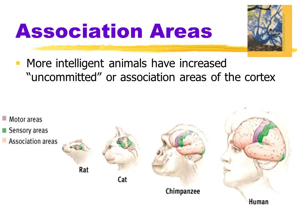 Association Areas  More intelligent animals have increased uncommitted or association areas of the cortex