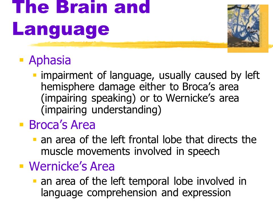 The Brain and Language  Aphasia  impairment of language, usually caused by left hemisphere damage either to Broca’s area (impairing speaking) or to Wernicke’s area (impairing understanding)  Broca’s Area  an area of the left frontal lobe that directs the muscle movements involved in speech  Wernicke’s Area  an area of the left temporal lobe involved in language comprehension and expression