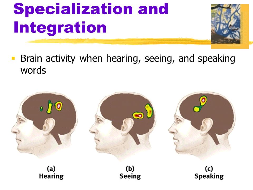Specialization and Integration  Brain activity when hearing, seeing, and speaking words