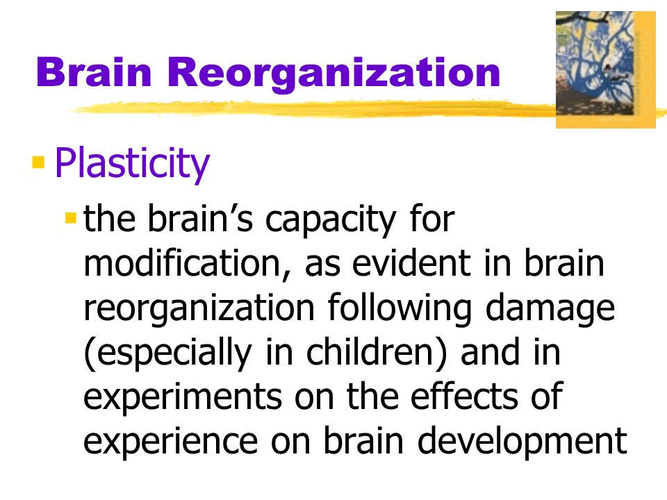 Brain Reorganization  Plasticity  the brain’s capacity for modification, as evident in brain reorganization following damage (especially in children) and in experiments on the effects of experience on brain development