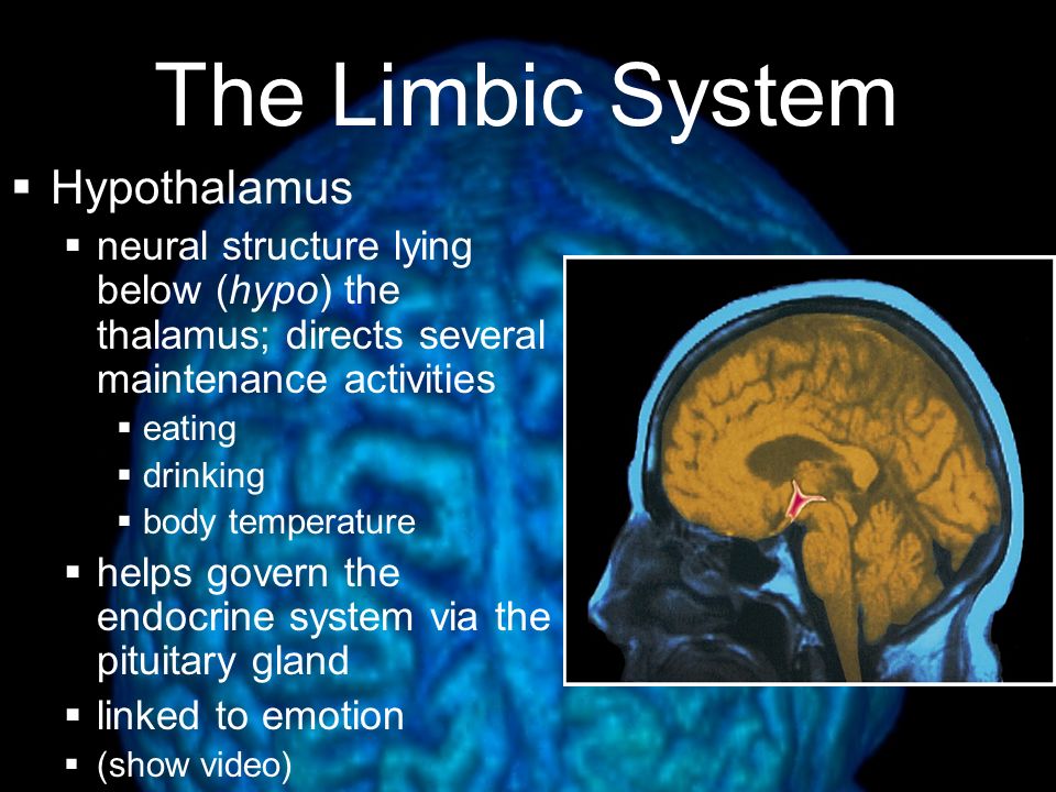 The Limbic System Hypothalamus, pituitary, amygdala, and hippocampus all deal with basic drives, emotions, and memory Hippocampus  Memory processing Amygdala  Aggression (fight) and fear (flight) Hypothalamus  Hunger, thirst, body temperature, pleasure; regulates pituitary gland (hormones)