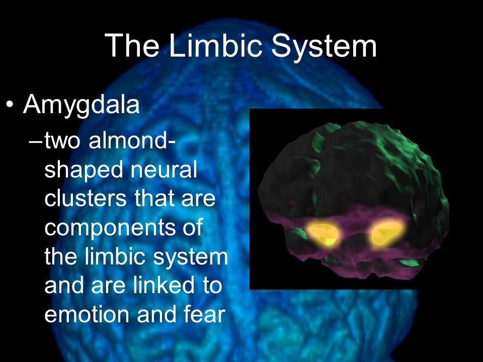 The Limbic System  Hypothalamus  neural structure lying below (hypo) the thalamus; directs several maintenance activities  eating  drinking  body temperature  helps govern the endocrine system via the pituitary gland  linked to emotion  (show video)