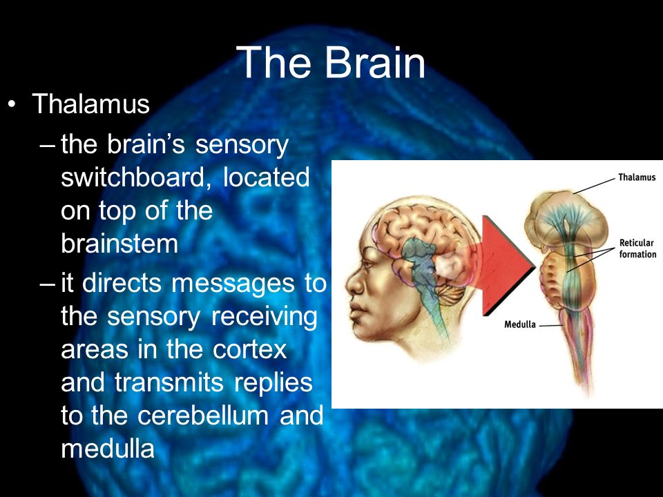 The Limbic System Amygdala –two almond- shaped neural clusters that are components of the limbic system and are linked to emotion and fear