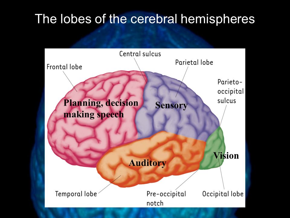 The Cerebral Cortex Cerebral Cortex –the body’s ultimate control and information processing center
