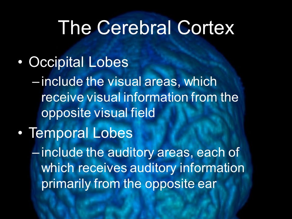 The Cerebral Cortex Frontal Lobes –involved in speaking and muscle movements and in making plans and judgments –the executive Parietal Lobes –include the sensory cortex