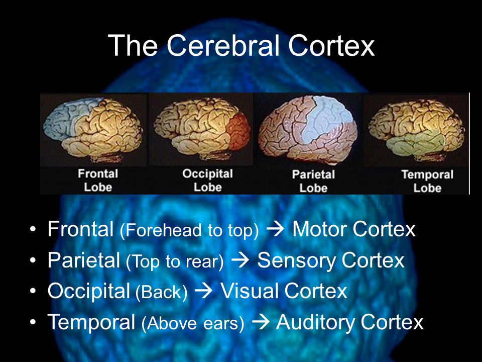 The Cerebral Cortex Occipital Lobes –include the visual areas, which receive visual information from the opposite visual field Temporal Lobes –include the auditory areas, each of which receives auditory information primarily from the opposite ear