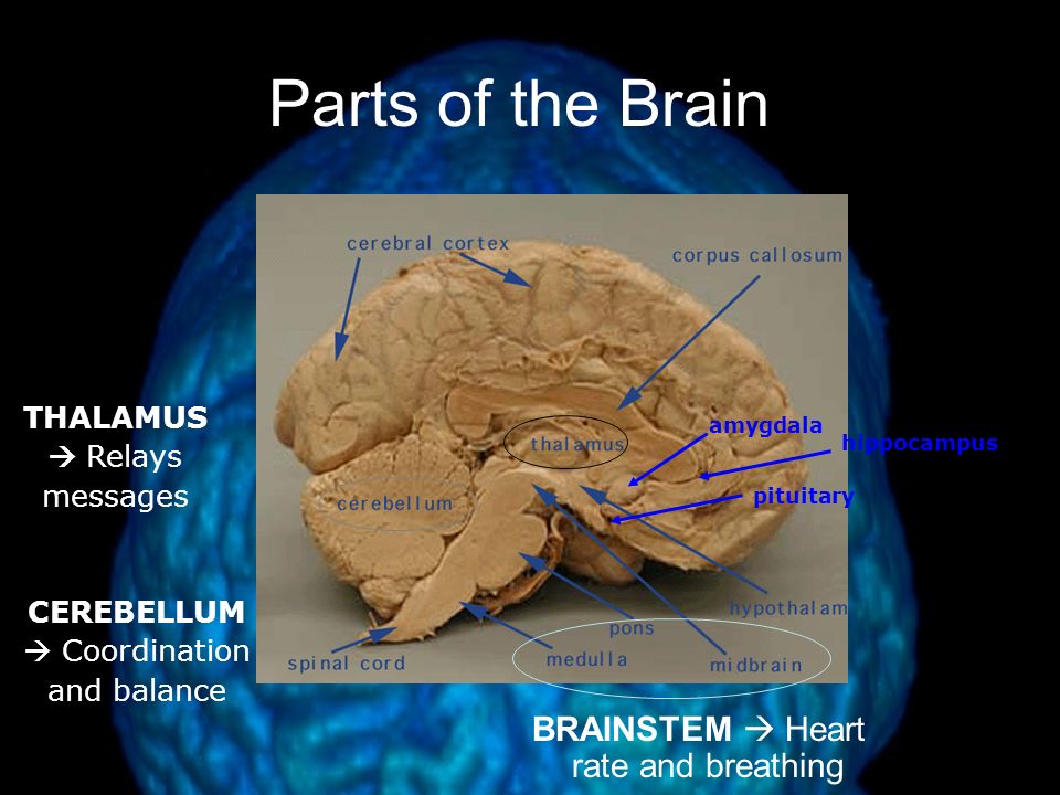 The Brain Brainstem –responsible for automatic survival functions Medulla –controls heartbeat and breathing