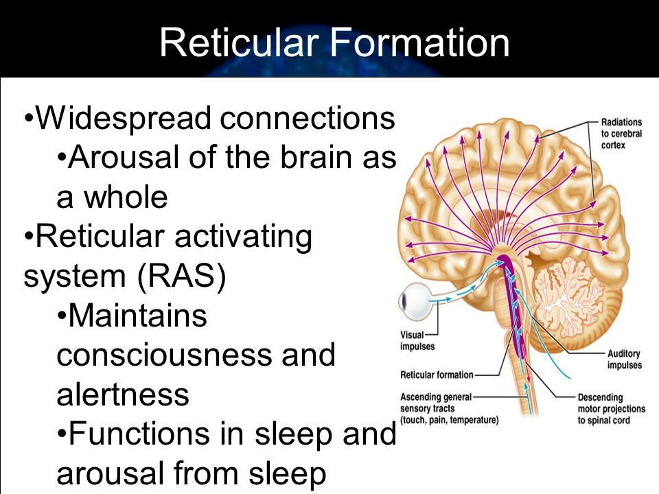 BRAINSTEM  Heart rate and breathing CEREBELLUM  Coordination and balance Parts of the Brain amygdala pituitary hippocampus THALAMUS  Relays messages