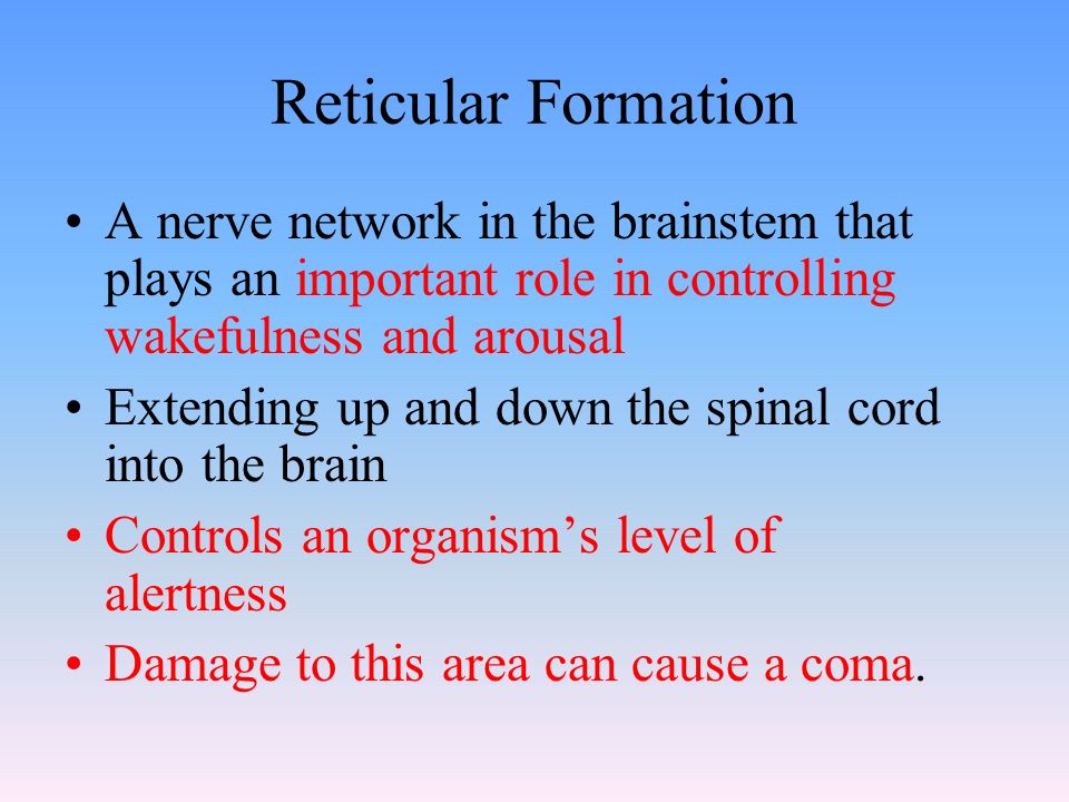 Reticular Formation A nerve network in the brainstem that plays an important role in controlling wakefulness and arousal Extending up and down the spinal cord into the brain Controls an organism’s level of alertness Damage to this area can cause a coma.