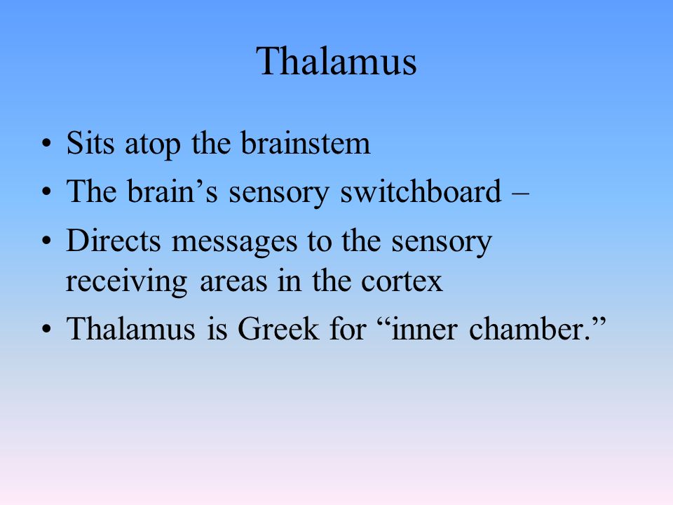 Thalamus Sits atop the brainstem The brain’s sensory switchboard – Directs messages to the sensory receiving areas in the cortex Thalamus is Greek for inner chamber.