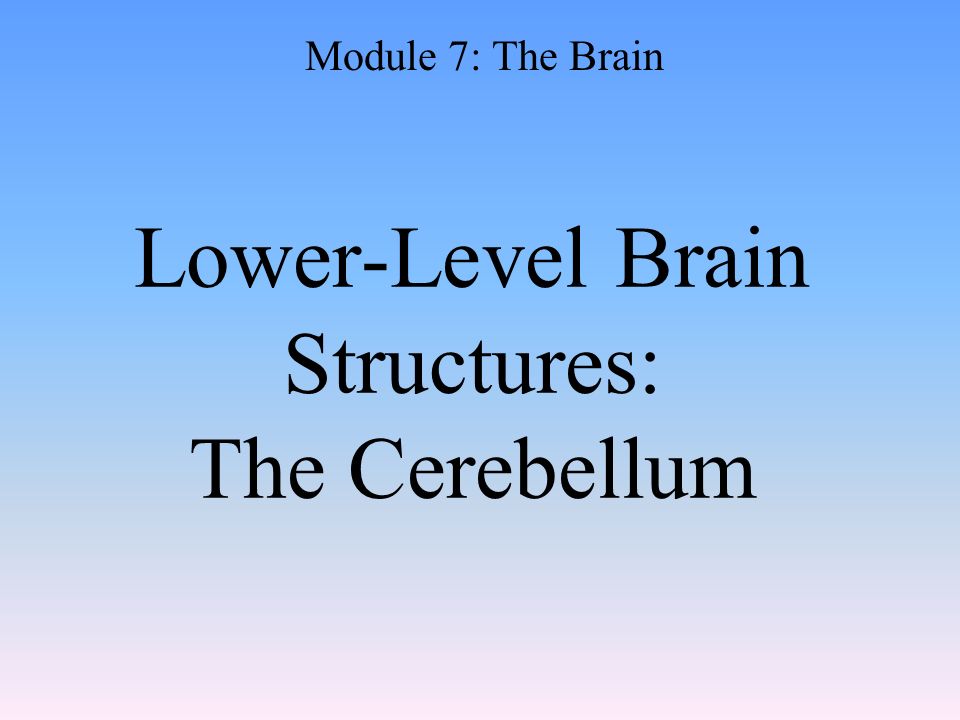 Lower-Level Brain Structures: The Cerebellum Module 7: The Brain