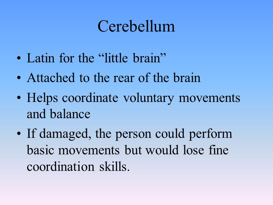 Cerebellum Latin for the little brain Attached to the rear of the brain Helps coordinate voluntary movements and balance If damaged, the person could perform basic movements but would lose fine coordination skills.
